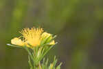 Apalachicola St. Johnswort